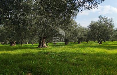 ERA ANGEL’dan – 6.111 m² Yüksek Verimli Zeytinlik – Burhaniye Bahadınlı