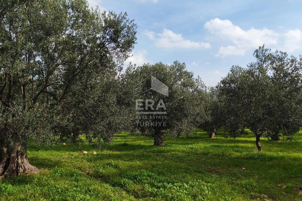 ERA ANGEL’dan – 6.111 m² Yüksek Verimli Zeytinlik – Burhaniye Bahadınlı