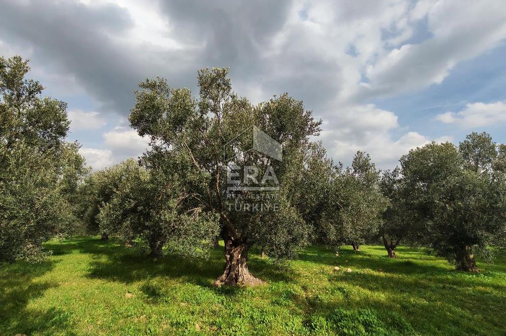 ERA ANGEL’dan – 6.111 m² Yüksek Verimli Zeytinlik – Burhaniye Bahadınlı