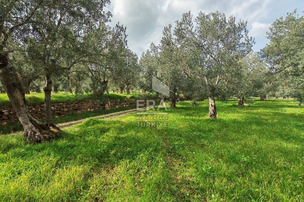 ERA ANGEL’dan – 6.111 m² Yüksek Verimli Zeytinlik – Burhaniye Bahadınlı