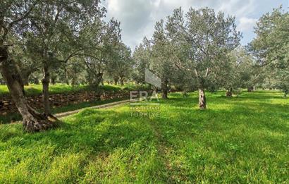 ERA ANGEL’dan – 6.111 m² Yüksek Verimli Zeytinlik – Burhaniye Bahadınlı