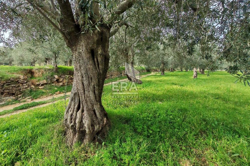 ERA ANGEL’dan – 6.111 m² Yüksek Verimli Zeytinlik – Burhaniye Bahadınlı