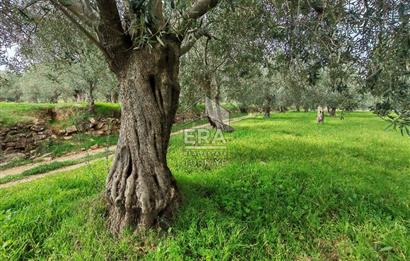 ERA ANGEL’dan – 6.111 m² Yüksek Verimli Zeytinlik – Burhaniye Bahadınlı