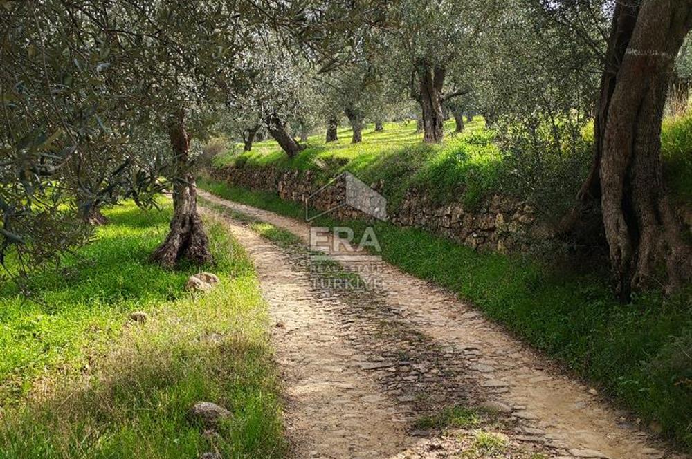ERA ANGEL’dan – 6.111 m² Yüksek Verimli Zeytinlik – Burhaniye Bahadınlı