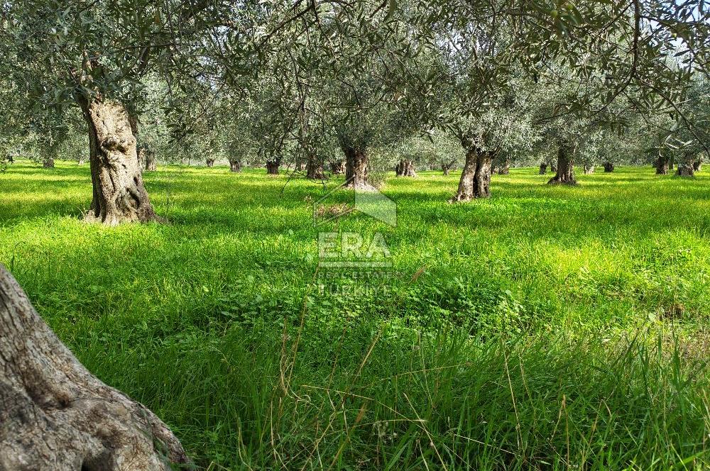 ERA ANGEL’dan – 6.111 m² Yüksek Verimli Zeytinlik – Burhaniye Bahadınlı