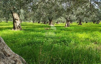 ERA ANGEL’dan – 6.111 m² Yüksek Verimli Zeytinlik – Burhaniye Bahadınlı