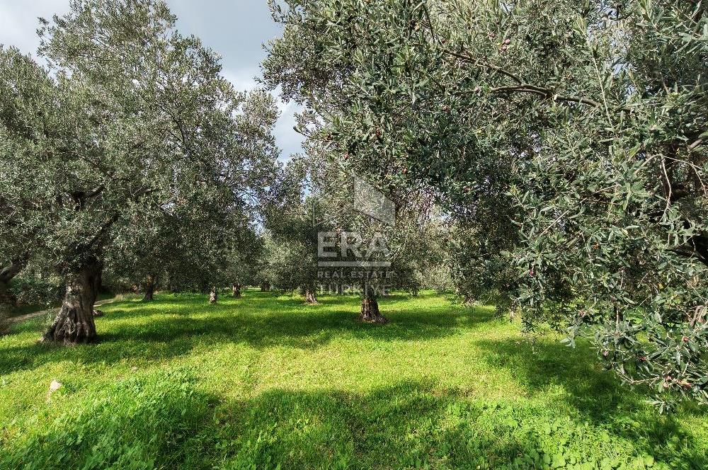 ERA ANGEL’dan – 6.111 m² Yüksek Verimli Zeytinlik – Burhaniye Bahadınlı