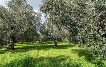 ERA ANGEL’dan – 6.111 m² Yüksek Verimli Zeytinlik – Burhaniye Bahadınlı