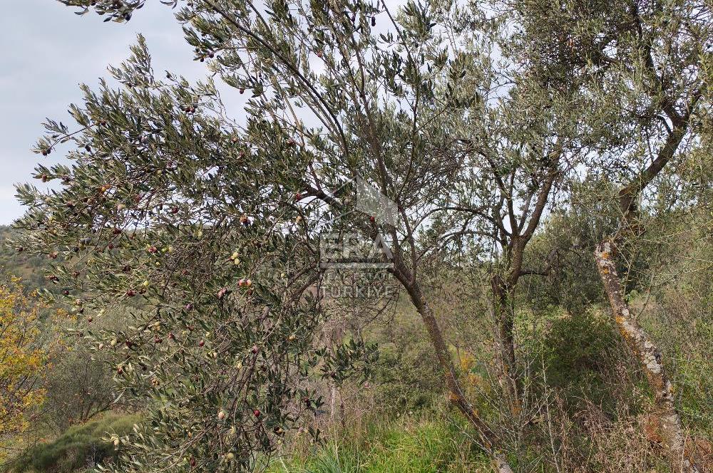 ERA ANGEL’dan – 13.152 m² Deniz Manzaralı Zeytinlik – Pelitköy Kuşça