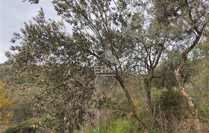 ERA ANGEL’dan – 13.152 m² Deniz Manzaralı Zeytinlik – Pelitköy Kuşça