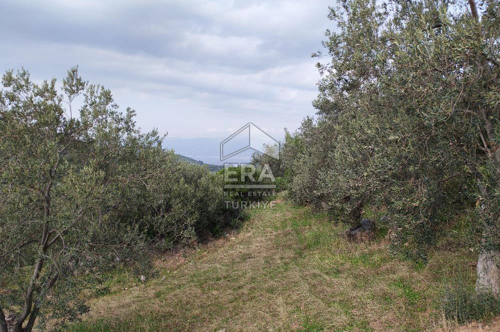 ERA ANGEL’dan – 13.152 m² Deniz Manzaralı Zeytinlik – Pelitköy Kuşça