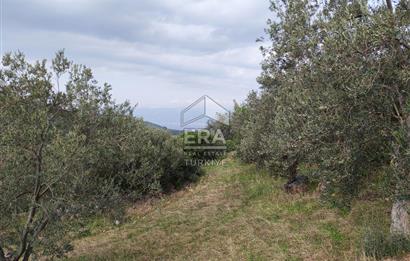 ERA ANGEL’dan – 13.152 m² Deniz Manzaralı Zeytinlik – Pelitköy Kuşça