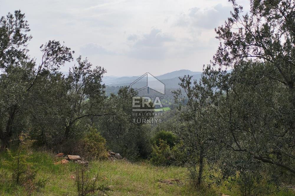 ERA ANGEL’dan – 13.152 m² Deniz Manzaralı Zeytinlik – Pelitköy Kuşça