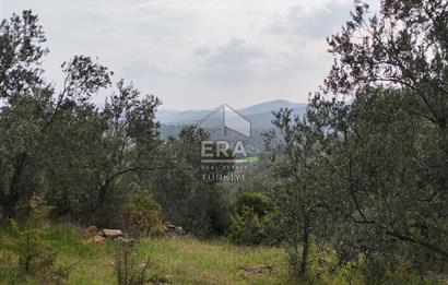 ERA ANGEL’dan – 13.152 m² Deniz Manzaralı Zeytinlik – Pelitköy Kuşça