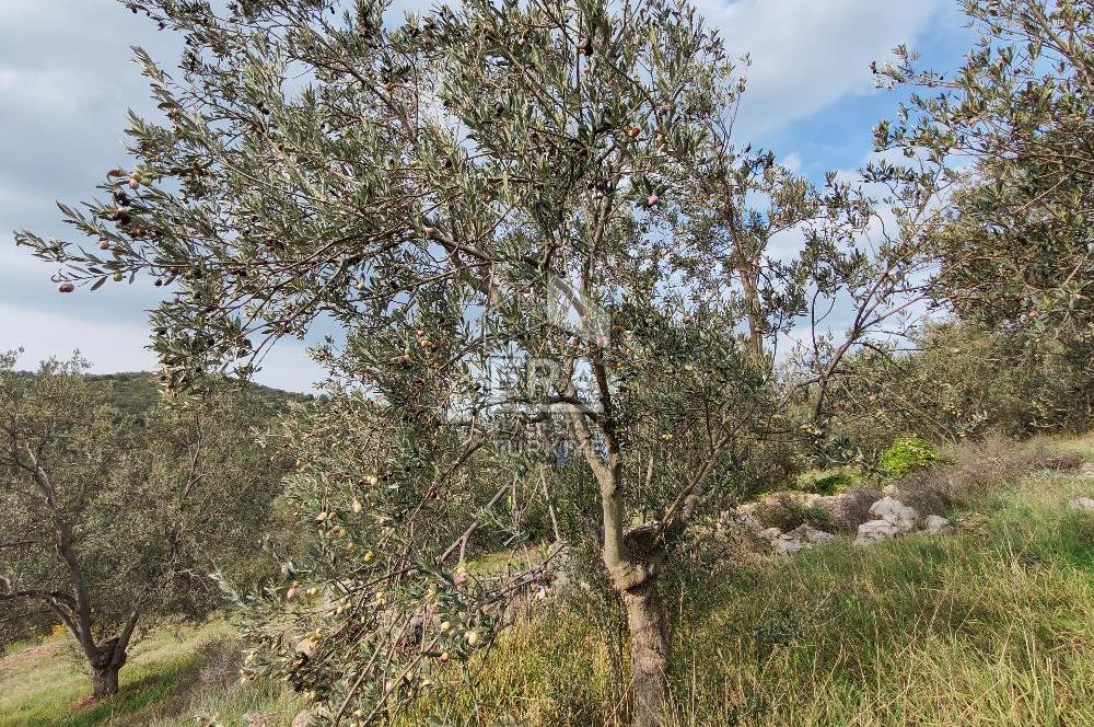 ERA ANGEL’dan – 13.152 m² Deniz Manzaralı Zeytinlik – Pelitköy Kuşça