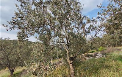 ERA ANGEL’dan – 13.152 m² Deniz Manzaralı Zeytinlik – Pelitköy Kuşça