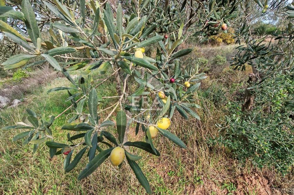 ERA ANGEL’dan – 13.152 m² Deniz Manzaralı Zeytinlik – Pelitköy Kuşça