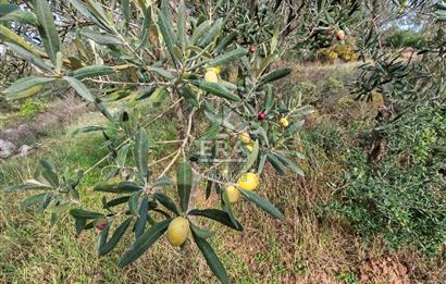 ERA ANGEL’dan – 13.152 m² Deniz Manzaralı Zeytinlik – Pelitköy Kuşça