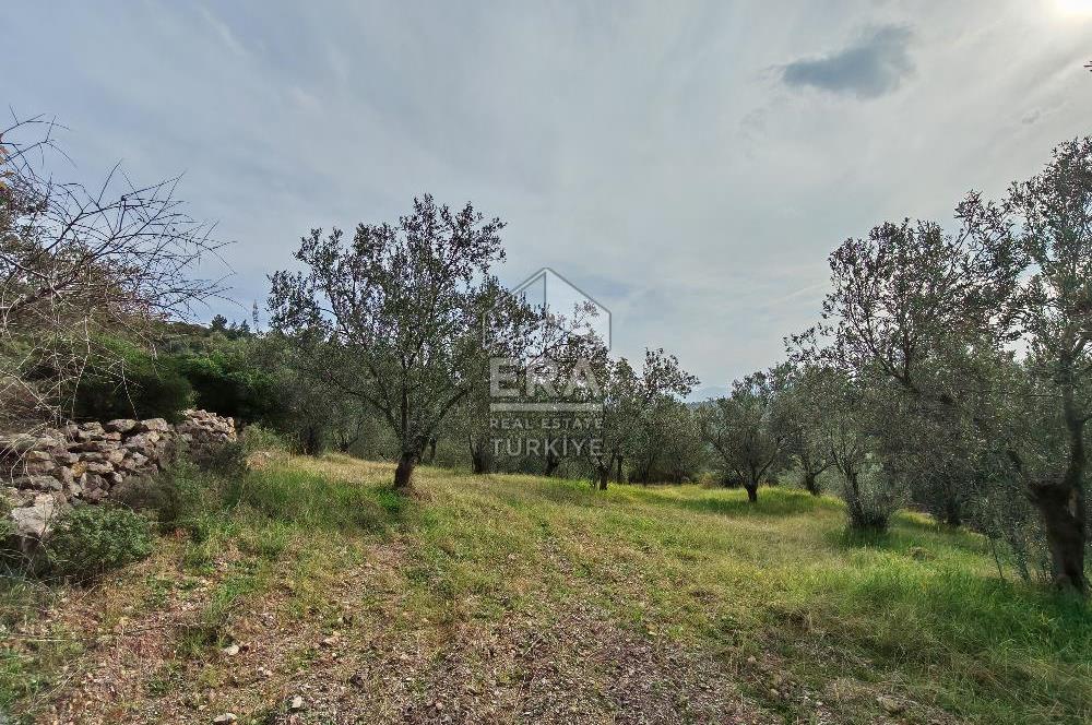 ERA ANGEL’dan – 13.152 m² Deniz Manzaralı Zeytinlik – Pelitköy Kuşça