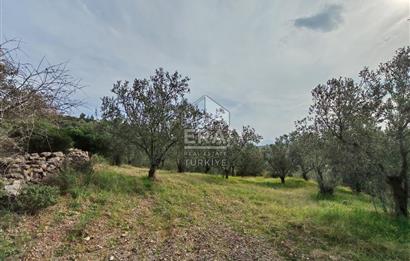 ERA ANGEL’dan – 13.152 m² Deniz Manzaralı Zeytinlik – Pelitköy Kuşça