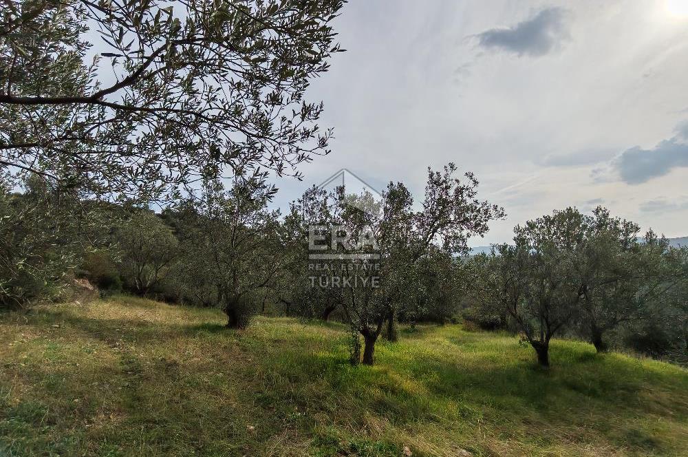 ERA ANGEL’dan – 13.152 m² Deniz Manzaralı Zeytinlik – Pelitköy Kuşça