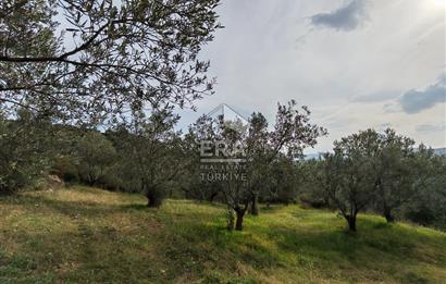 ERA ANGEL’dan – 13.152 m² Deniz Manzaralı Zeytinlik – Pelitköy Kuşça