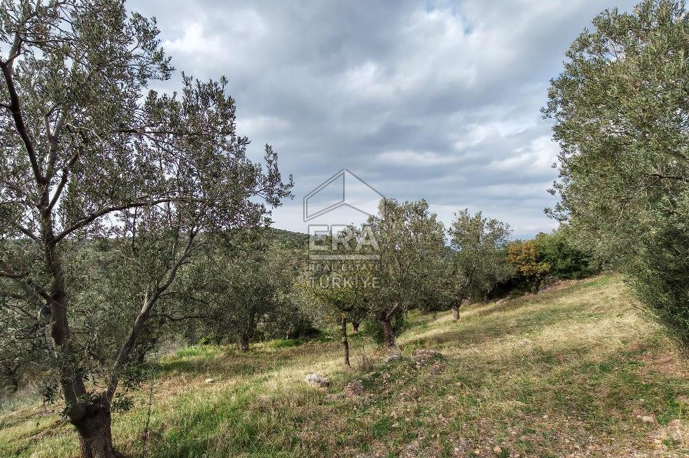 ERA ANGEL’dan – 13.152 m² Deniz Manzaralı Zeytinlik – Pelitköy Kuşça