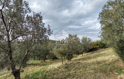 ERA ANGEL’dan – 13.152 m² Deniz Manzaralı Zeytinlik – Pelitköy Kuşça