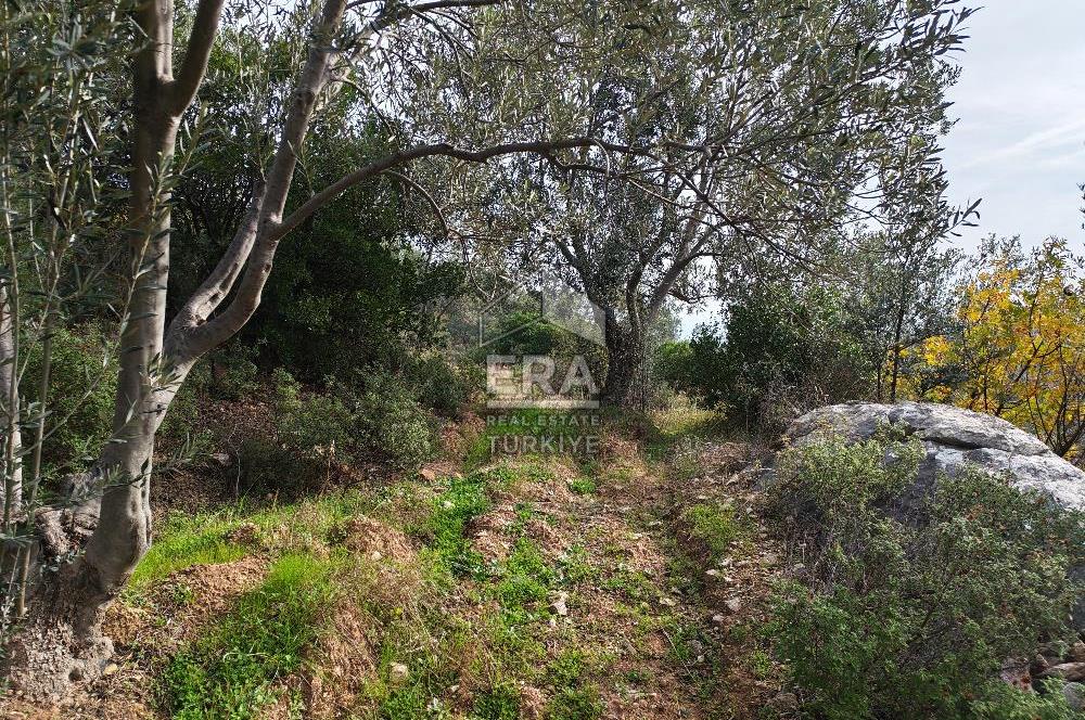 ERA ANGEL’dan – 13.152 m² Deniz Manzaralı Zeytinlik – Pelitköy Kuşça