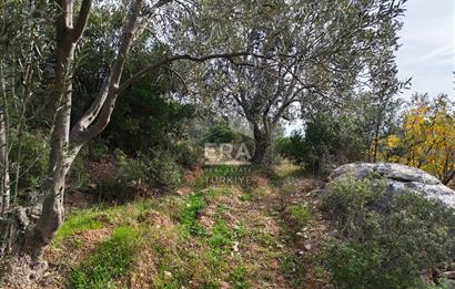 ERA ANGEL’dan – 13.152 m² Deniz Manzaralı Zeytinlik – Pelitköy Kuşça