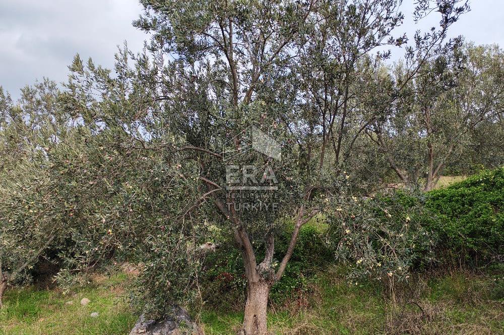 ERA ANGEL’dan – 13.152 m² Deniz Manzaralı Zeytinlik – Pelitköy Kuşça