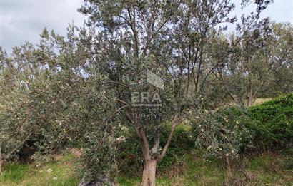 ERA ANGEL’dan – 13.152 m² Deniz Manzaralı Zeytinlik – Pelitköy Kuşça