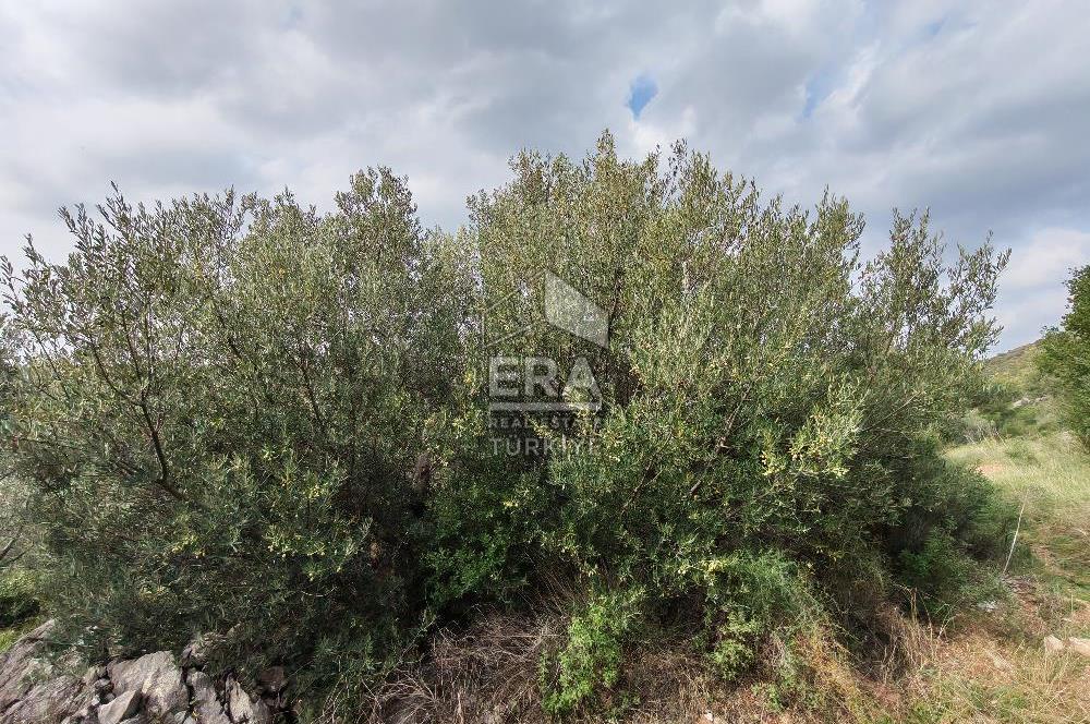 ERA ANGEL’dan – 13.152 m² Deniz Manzaralı Zeytinlik – Pelitköy Kuşça