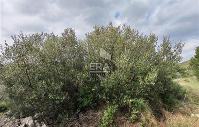 ERA ANGEL’dan – 13.152 m² Deniz Manzaralı Zeytinlik – Pelitköy Kuşça