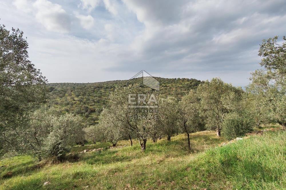 ERA ANGEL’dan – 13.152 m² Deniz Manzaralı Zeytinlik – Pelitköy Kuşça