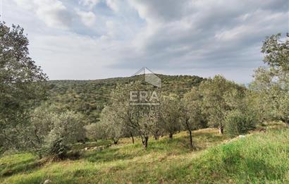 ERA ANGEL’dan – 13.152 m² Deniz Manzaralı Zeytinlik – Pelitköy Kuşça