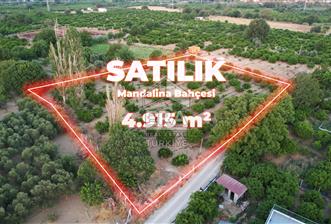 İzmir Seferisihar Ulamış 4.915 m² Satılık Mandalina Bahçesi  - 1 - 13961