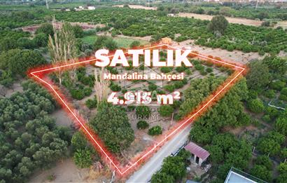 İzmir Seferisihar Ulamış 4.915 m² Satılık Mandalina Bahçesi 