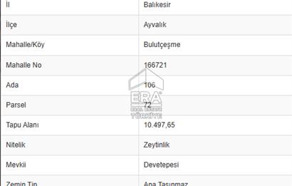 Era Angel'dan Ayvalık’ta 177 Ağaçlı 10.500 m² Zeytinlik! Kaçırılmayacak Yatırım Fırsatı”