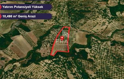 Era Angel'dan Ayvalık’ta 177 Ağaçlı 10.500 m² Zeytinlik! Kaçırılmayacak Yatırım Fırsatı”