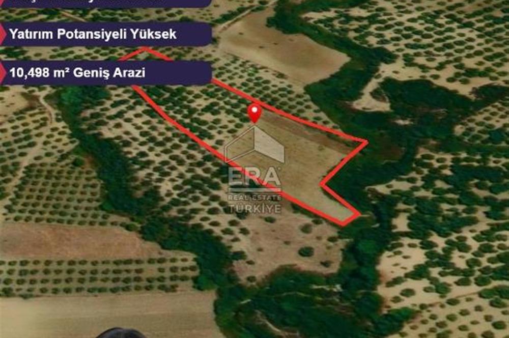 Era Angel'dan Ayvalık’ta 177 Ağaçlı 10.500 m² Zeytinlik! Kaçırılmayacak Yatırım Fırsatı”