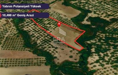 Era Angel'dan Ayvalık’ta 177 Ağaçlı 10.500 m² Zeytinlik! Kaçırılmayacak Yatırım Fırsatı”
