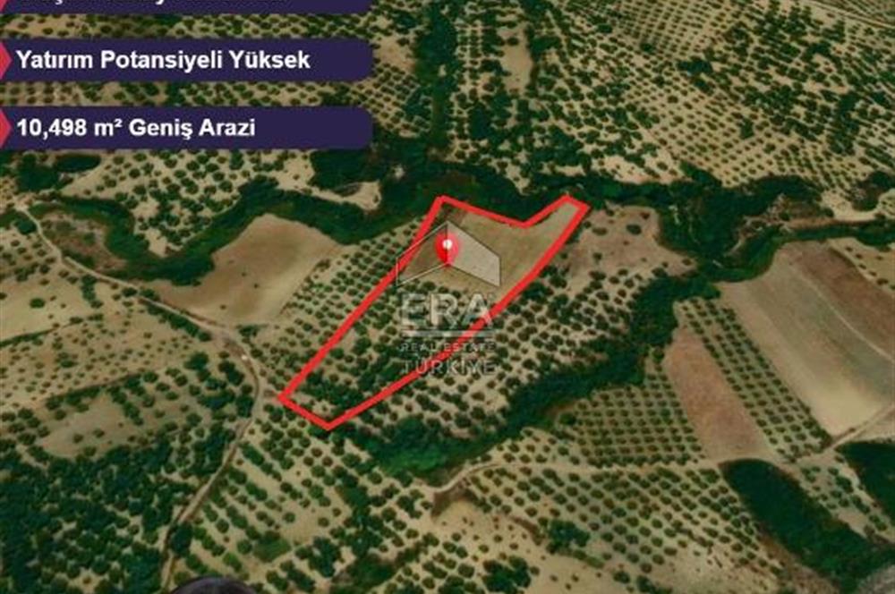 Era Angel'dan Ayvalık’ta 177 Ağaçlı 10.500 m² Zeytinlik! Kaçırılmayacak Yatırım Fırsatı”