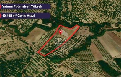 Era Angel'dan Ayvalık’ta 177 Ağaçlı 10.500 m² Zeytinlik! Kaçırılmayacak Yatırım Fırsatı”