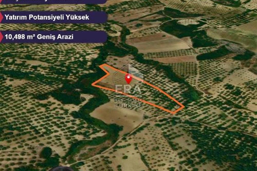 Era Angel'dan Ayvalık’ta 177 Ağaçlı 10.500 m² Zeytinlik! Kaçırılmayacak Yatırım Fırsatı”