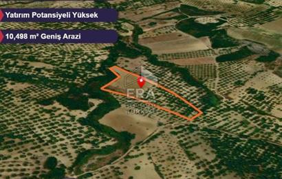 Era Angel'dan Ayvalık’ta 177 Ağaçlı 10.500 m² Zeytinlik! Kaçırılmayacak Yatırım Fırsatı”