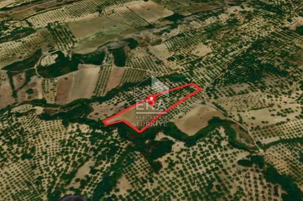 Era Angel'dan Ayvalık’ta 177 Ağaçlı 10.500 m² Zeytinlik! Kaçırılmayacak Yatırım Fırsatı”