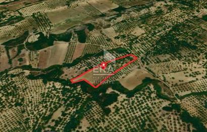 Era Angel'dan Ayvalık’ta 177 Ağaçlı 10.500 m² Zeytinlik! Kaçırılmayacak Yatırım Fırsatı”