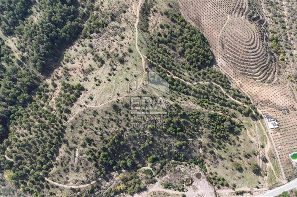 ERA PORT GÜVENCESİYLE BALIKESİR AYVALIK SATILIK 128 DÖNÜM TARLA