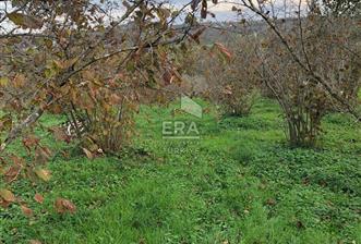 ERA KARAT KARASU TAŞLIGEÇİT KÖY İÇİ'NDE 4,844 M2 SATILIK TARLA - 2 - 14127